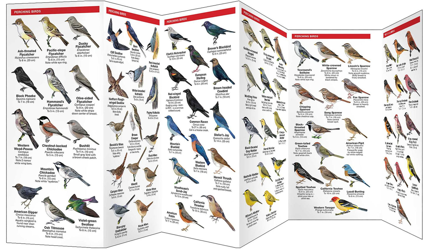 Sierra Nevada Birds: A Folding Pocket Guide to Familiar Montane Forest Species