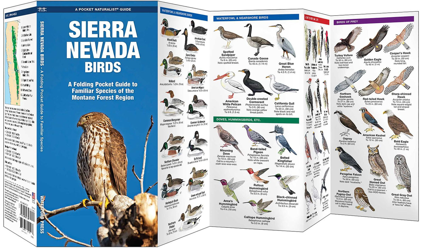 Sierra Nevada Birds: A Folding Pocket Guide to Familiar Montane Forest Species