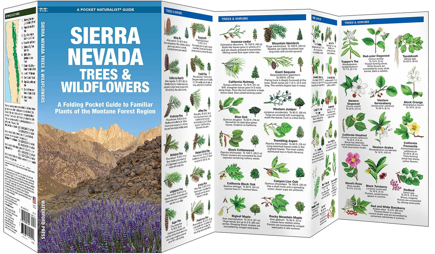 Sierra Nevada Trees & Wildflowers: A Folding Pocket Guide to Familiar Montane Forest Species