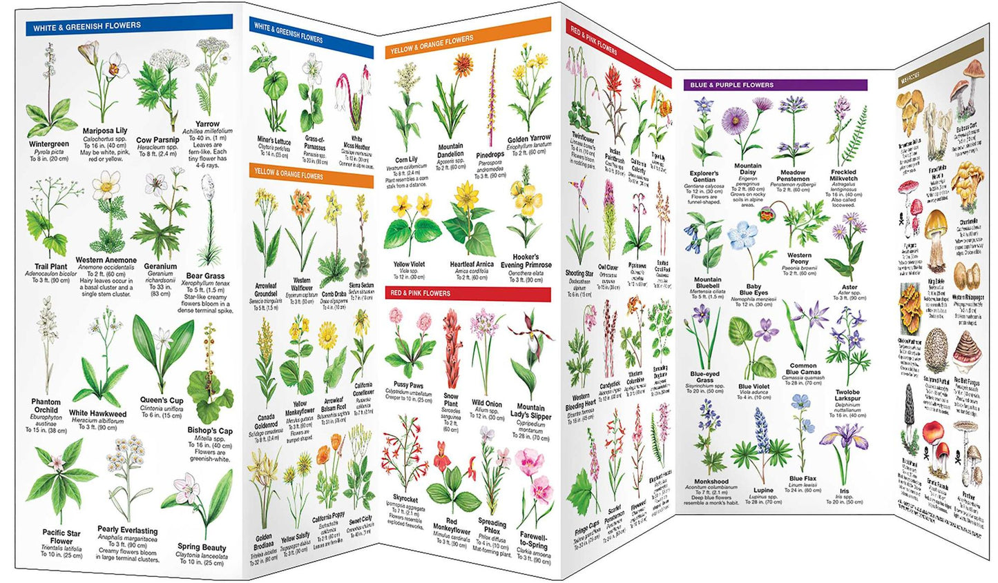 Sierra Nevada Trees & Wildflowers: A Folding Pocket Guide to Familiar Montane Forest Species