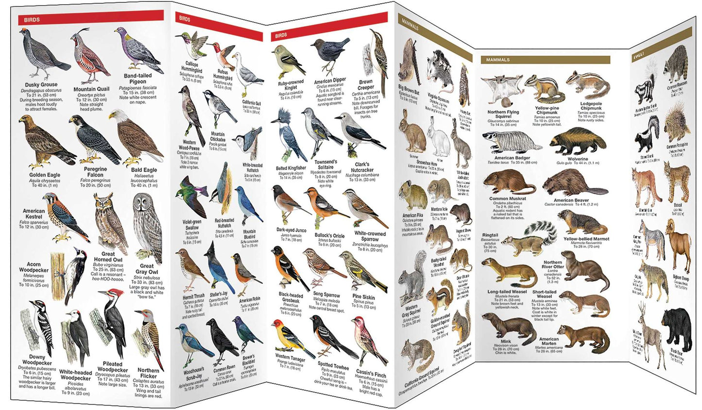 Sierra Nevada Wildlife: A Folding Pocket Guide to Familiar Montane Forest Species