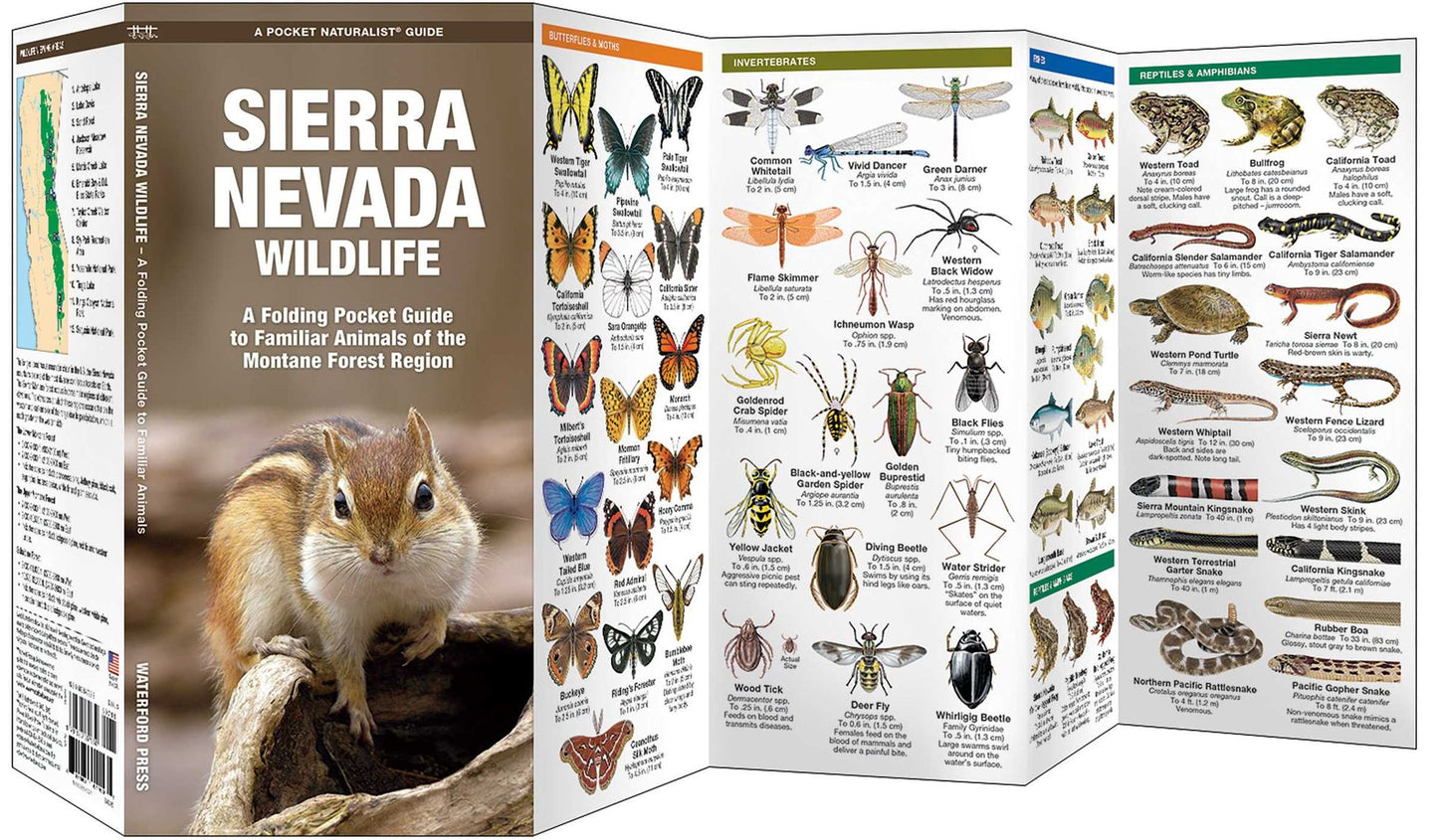 Sierra Nevada Wildlife: A Folding Pocket Guide to Familiar Montane Forest Species