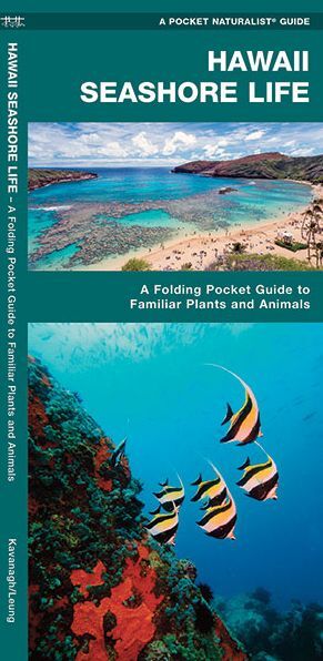 Hawaii Seashore Life: An Introduction to Familiar Species