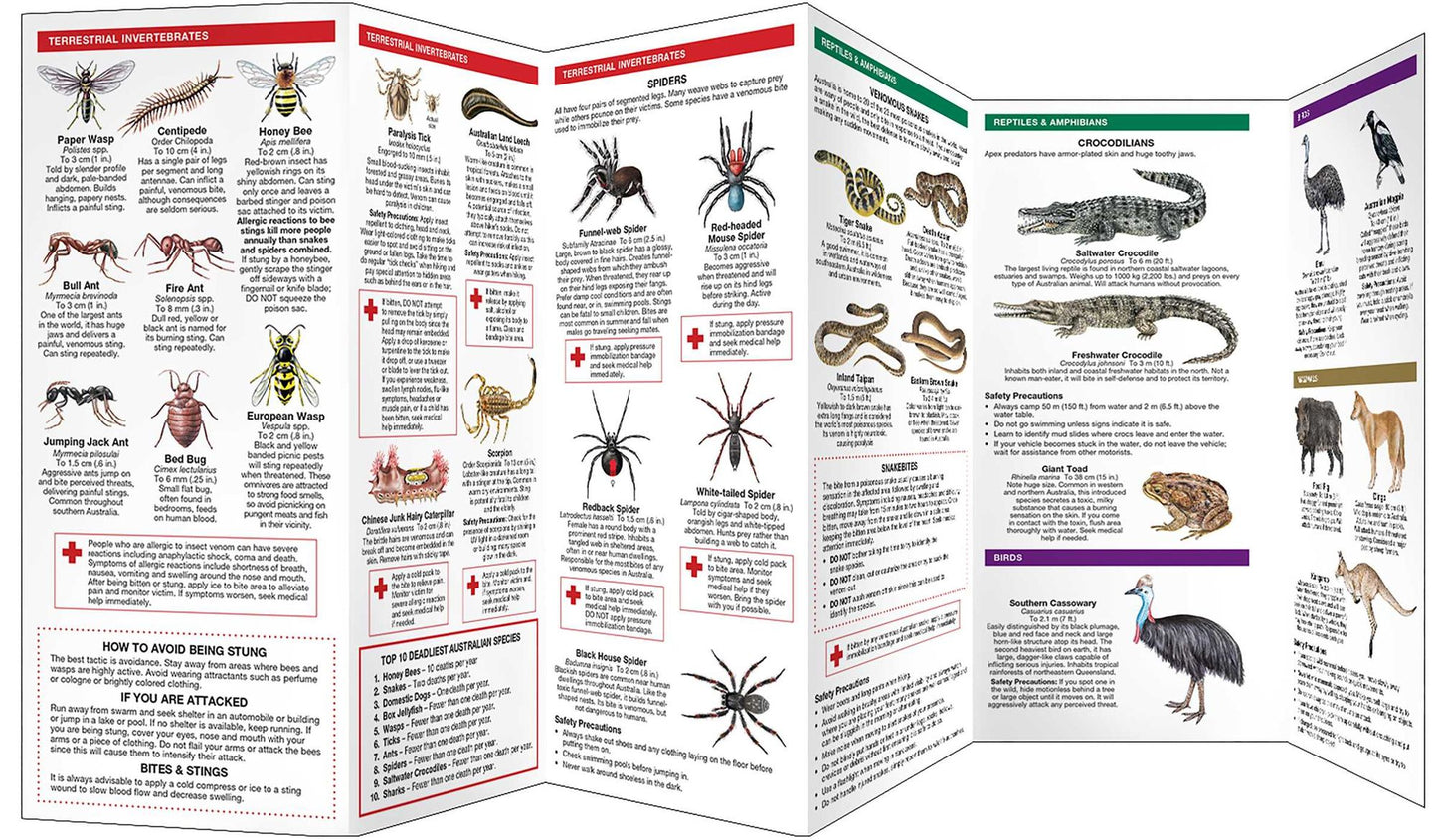 Australia's Dangerous Animals: A Folding Pocket Guide to Potentially Harmful Species