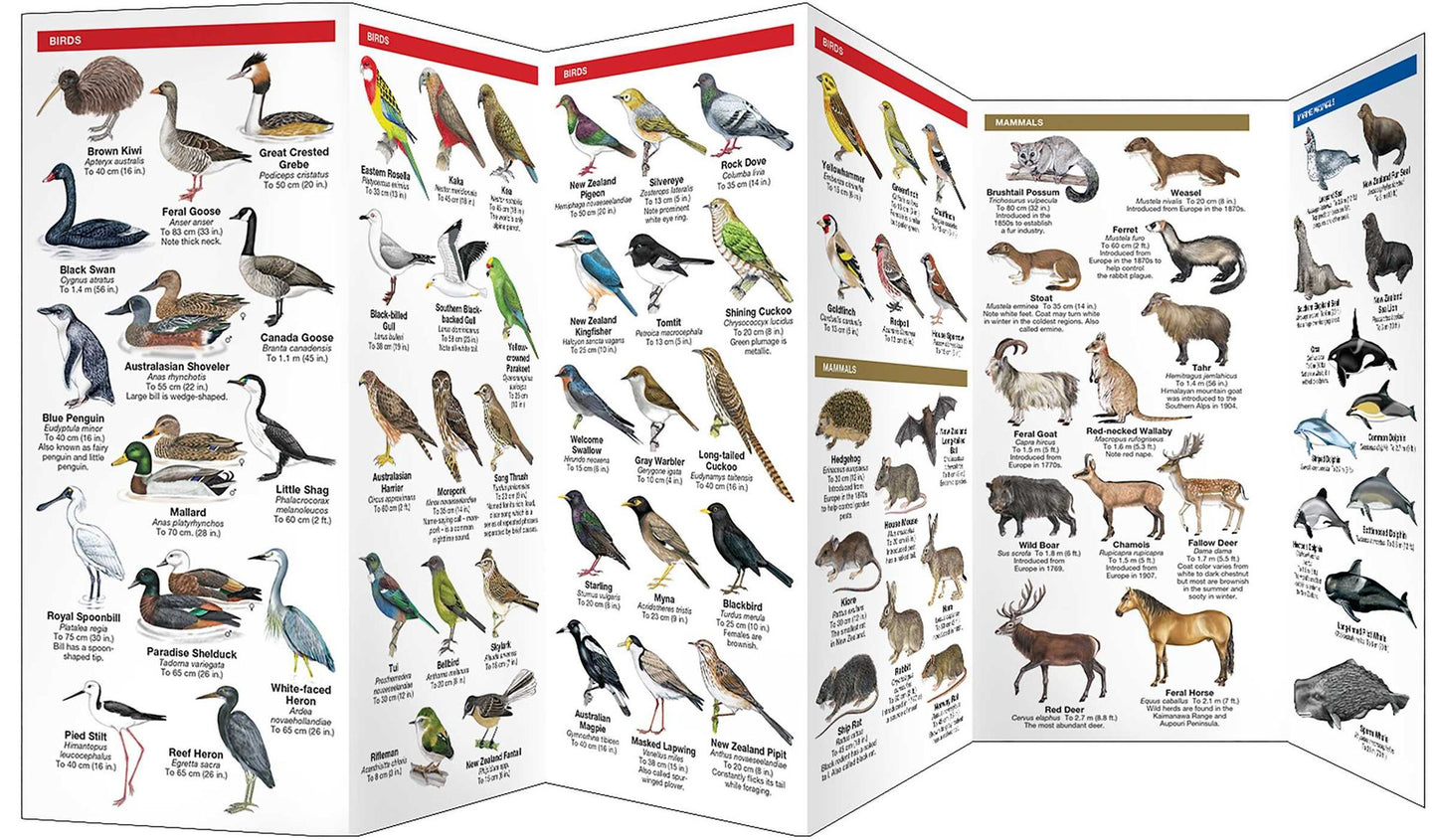 New Zealand Wildlife: A Folding Pocket Guide to Familiar Animals