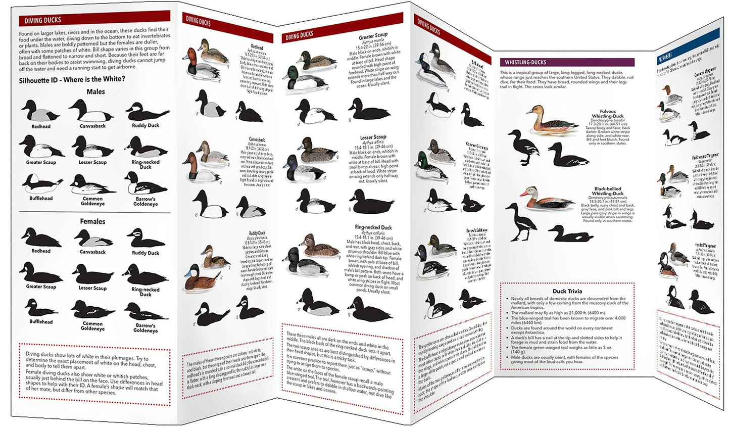Cornell Lab of Ornithology Waterfowl ID: #2 Dabbling Ducks & Diving Ducks