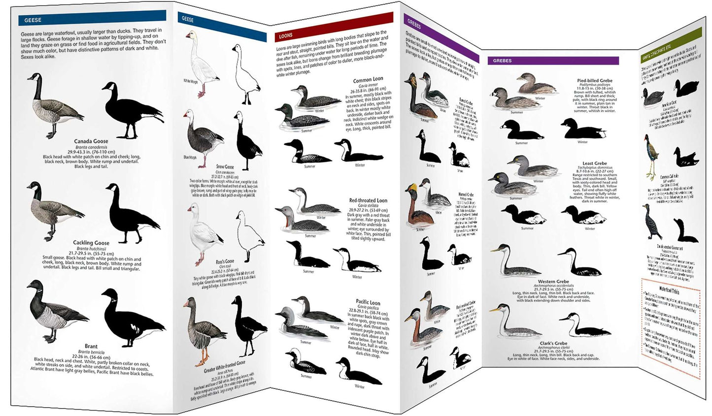 Cornell Lab of Ornithology Waterfowl ID: #3 Sea Ducks & Others