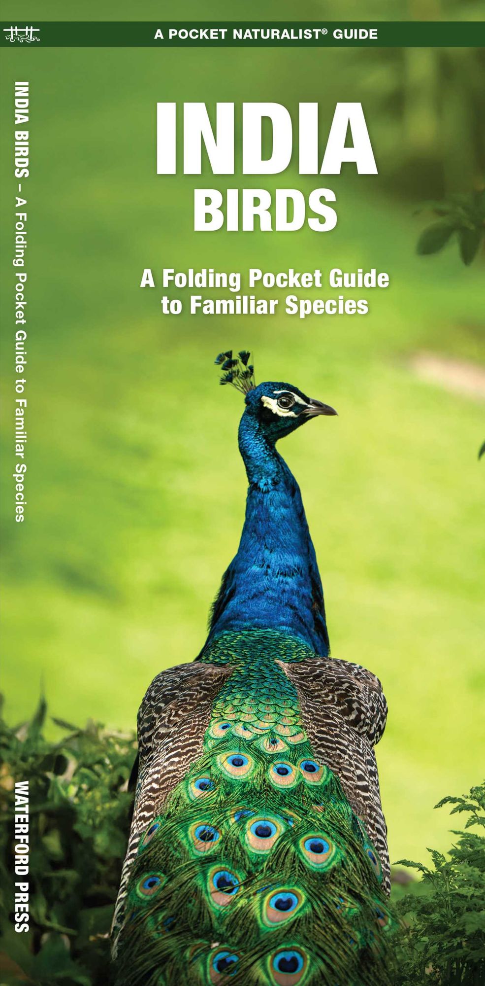 India Birds: A Folding Pocket Guide to Familiar Species