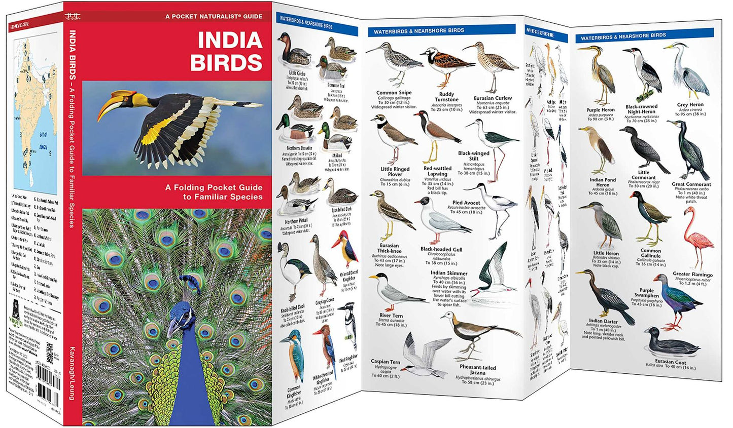 India Birds: A Folding Pocket Guide to Familiar Species