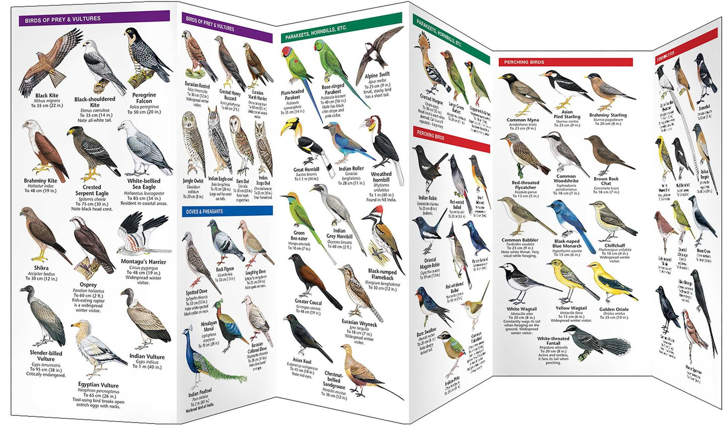 India Birds: A Folding Pocket Guide to Familiar Species