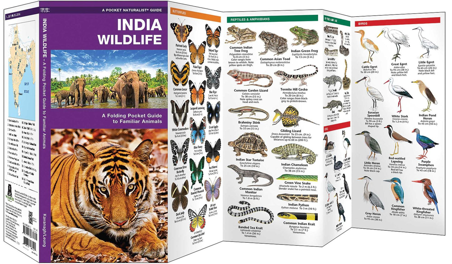 India Wildlife: A Folding Pocket Guide to Familiar Animals