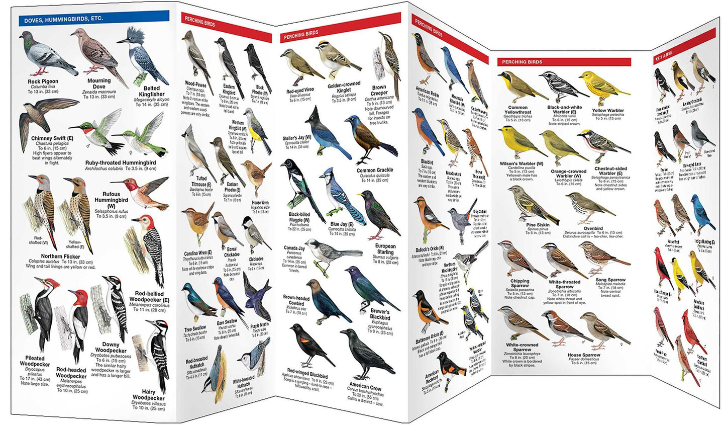 Bird Feeding Basics: An Introduction to Feeders, Feeds & Common Backyard Birds
