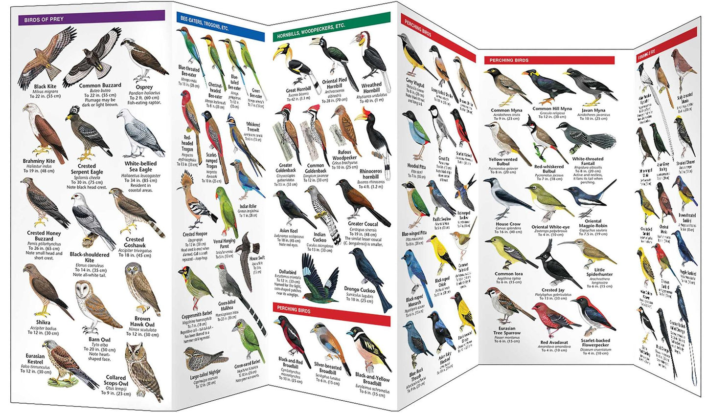 Southeast Asia Birds: A Folding Pocket Guide to Familiar Species