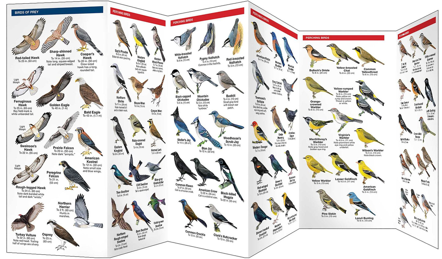 Denver Birds: A Folding Pocket Guide to Familiar Species