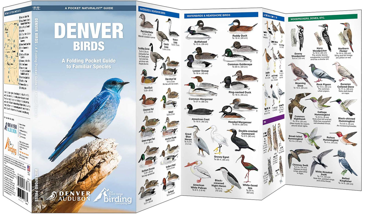 Denver Birds: A Folding Pocket Guide to Familiar Species