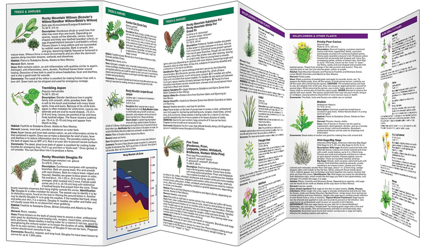 Medicinal Plants of the Rocky Mountains