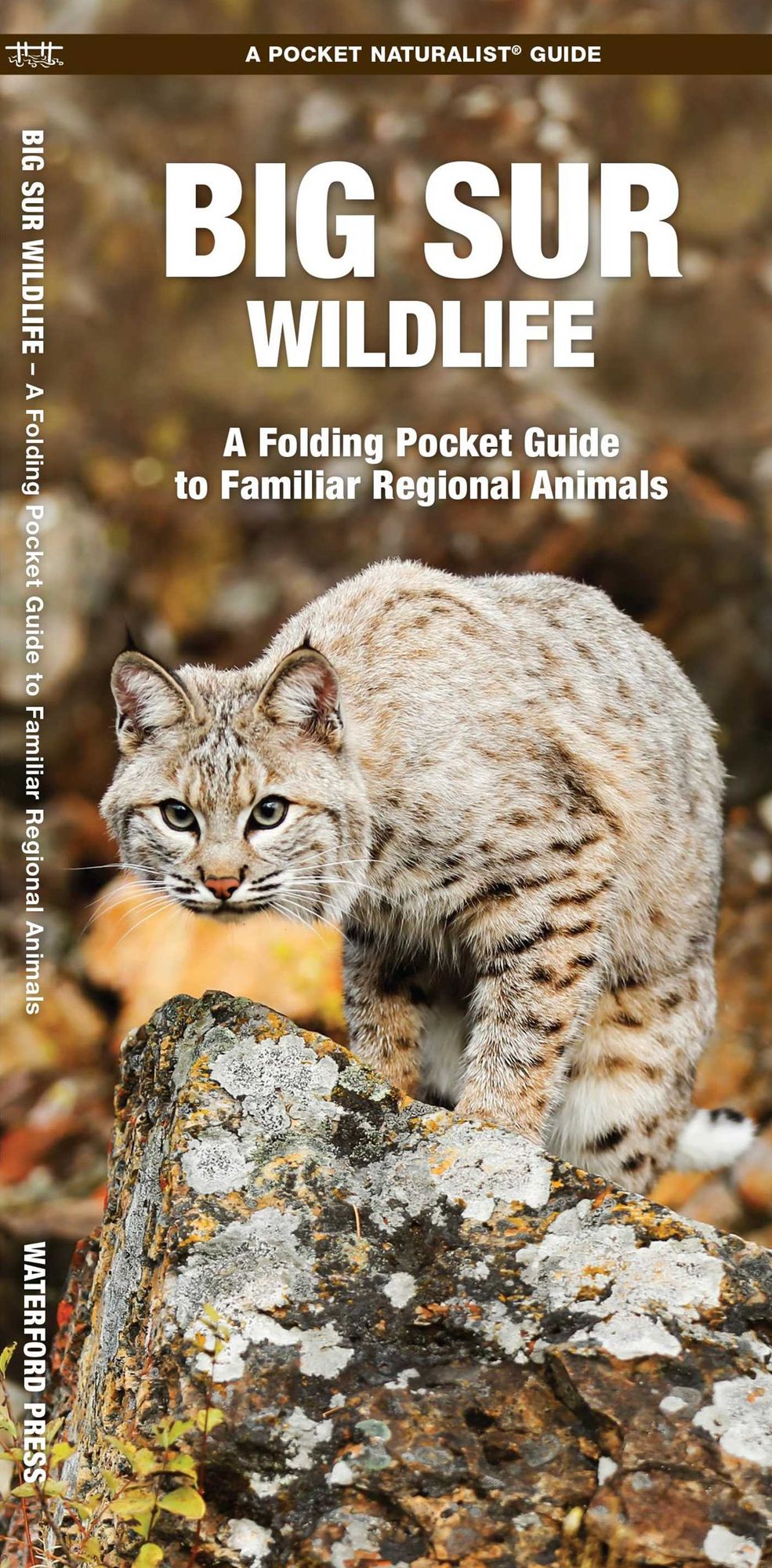 Big Sur Wildlife: A Folding Pocket Guide to Familiar Animals