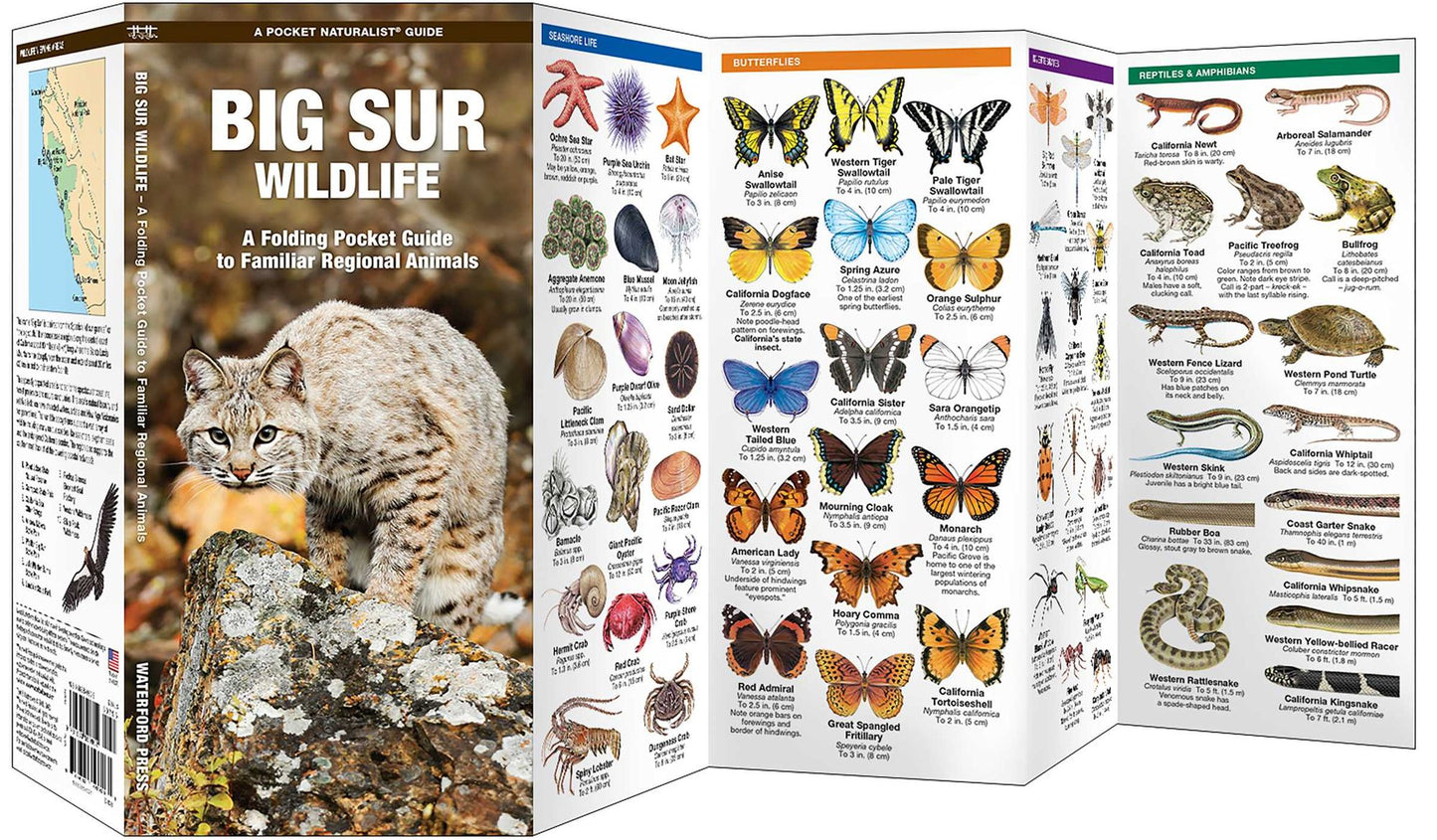Big Sur Wildlife: A Folding Pocket Guide to Familiar Animals