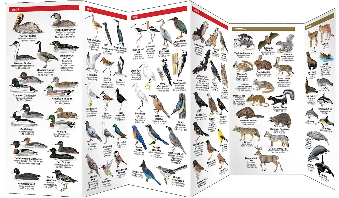 Big Sur Wildlife: A Folding Pocket Guide to Familiar Animals