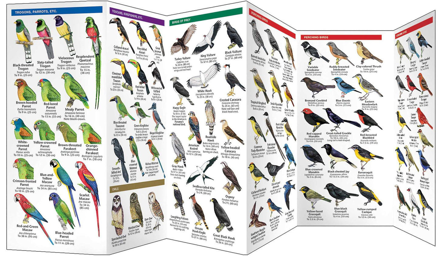 Panama Birds: A Folding Pocket Guide to Familiar Species