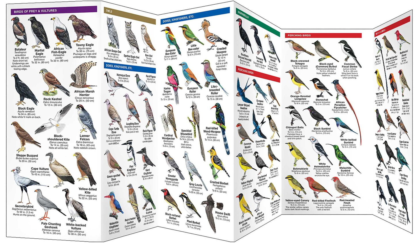 South Africa Birds: A Folding Pocket Guide to Familiar Species