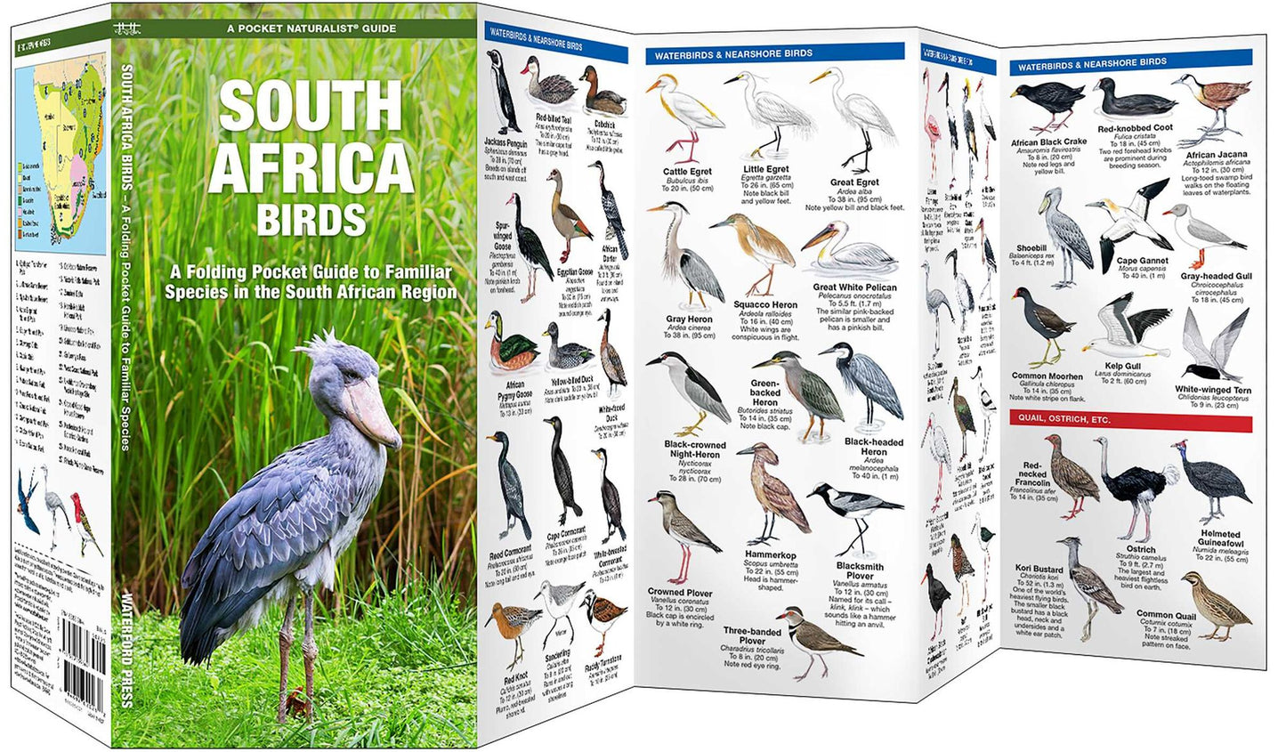 South Africa Birds: A Folding Pocket Guide to Familiar Species