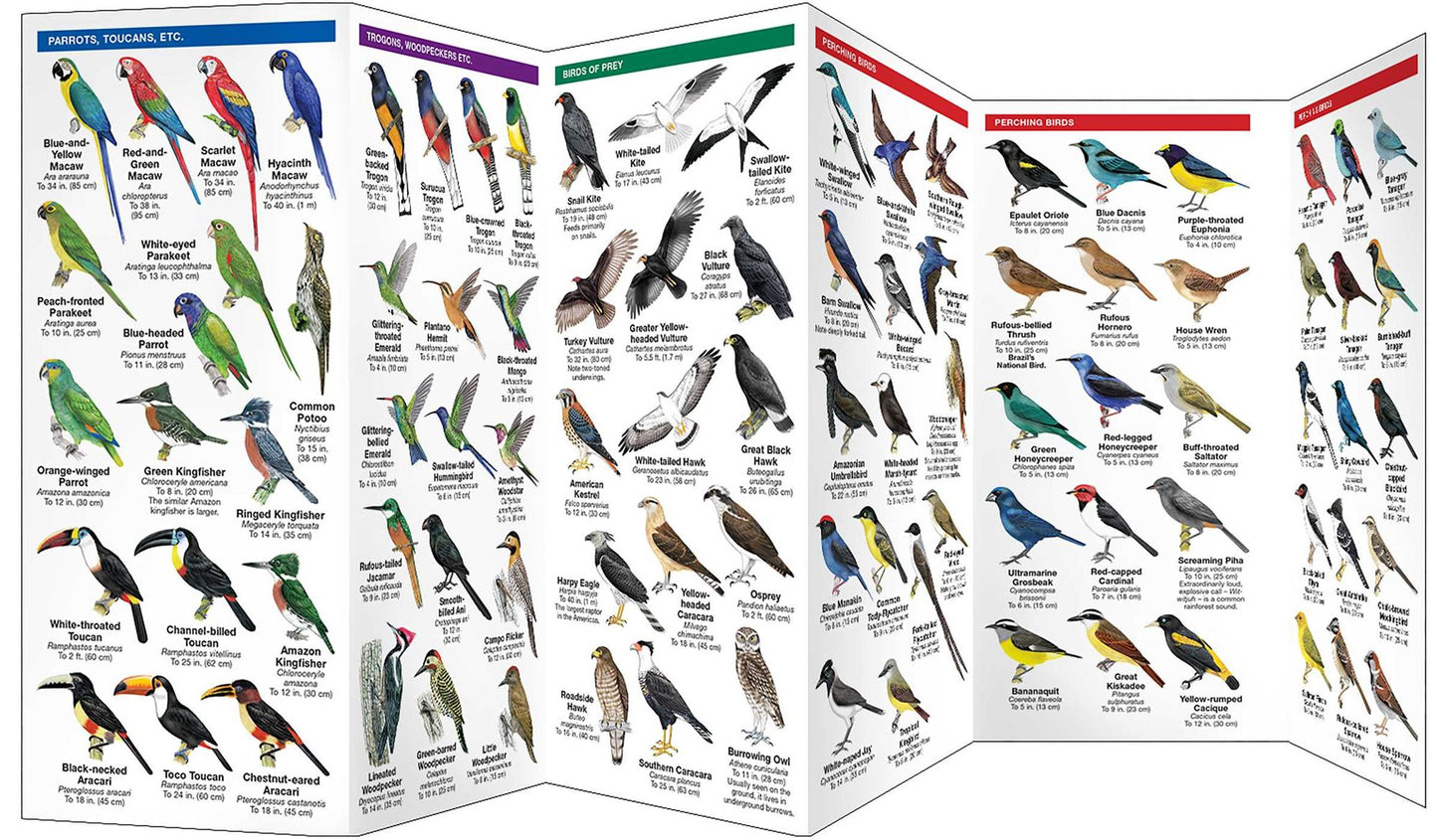 Brazil Birds: A Folding Pocket Guide to Familiar Species