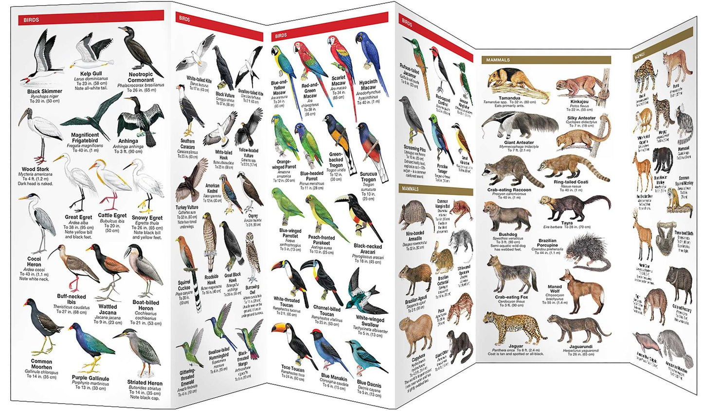 Brazil Wildlife: A Folding Pocket Guide to Familiar Animals