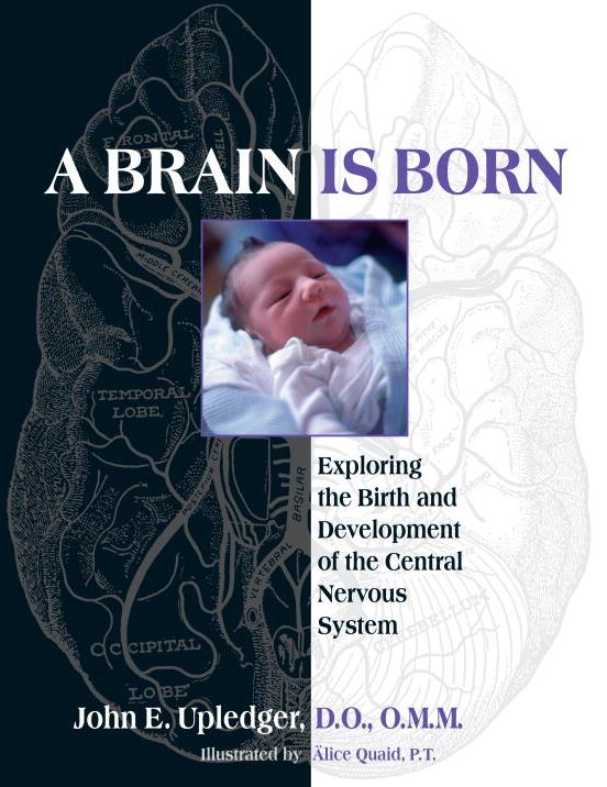 A Brain Is Born: Exploring the Birth and Development of the Central Nervous System