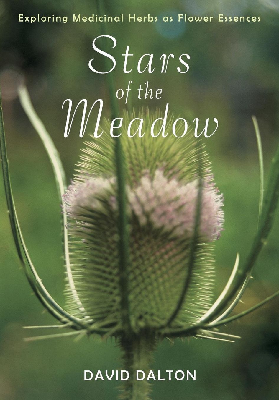 Stars of the Meadow: Exploring Medicinal Herbs as Flower Essences