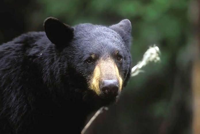 Master Guide for Wildlife Photographers