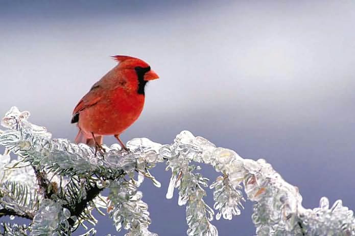 Master Guide for Wildlife Photographers