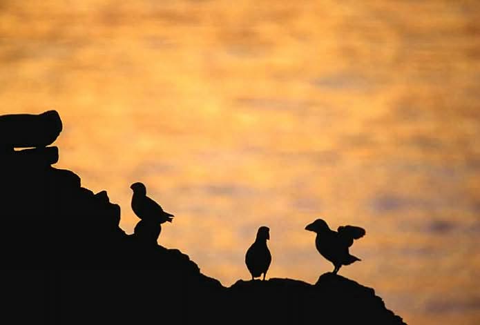 Master Guide for Wildlife Photographers