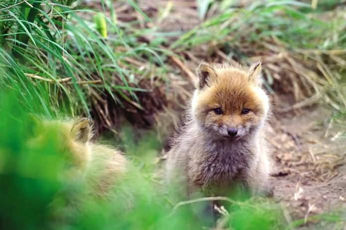 Master Guide for Wildlife Photographers