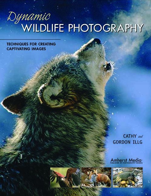 Dynamic Wildlife Photography