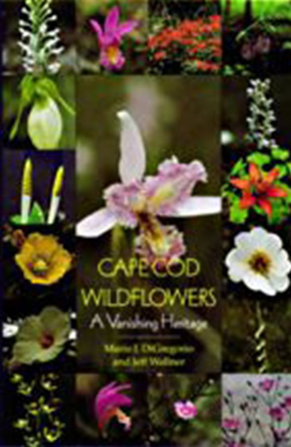Cape Cod Wildflowers: A Vanishing Heritage