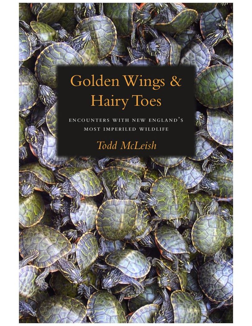 Golden Wings and Hairy Toes: Encounters with New England's Most Imperiled Wildlife