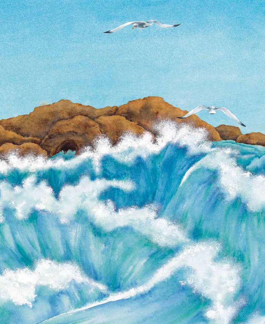 In One Tidepool: Crabs, Snails and Salty Tails