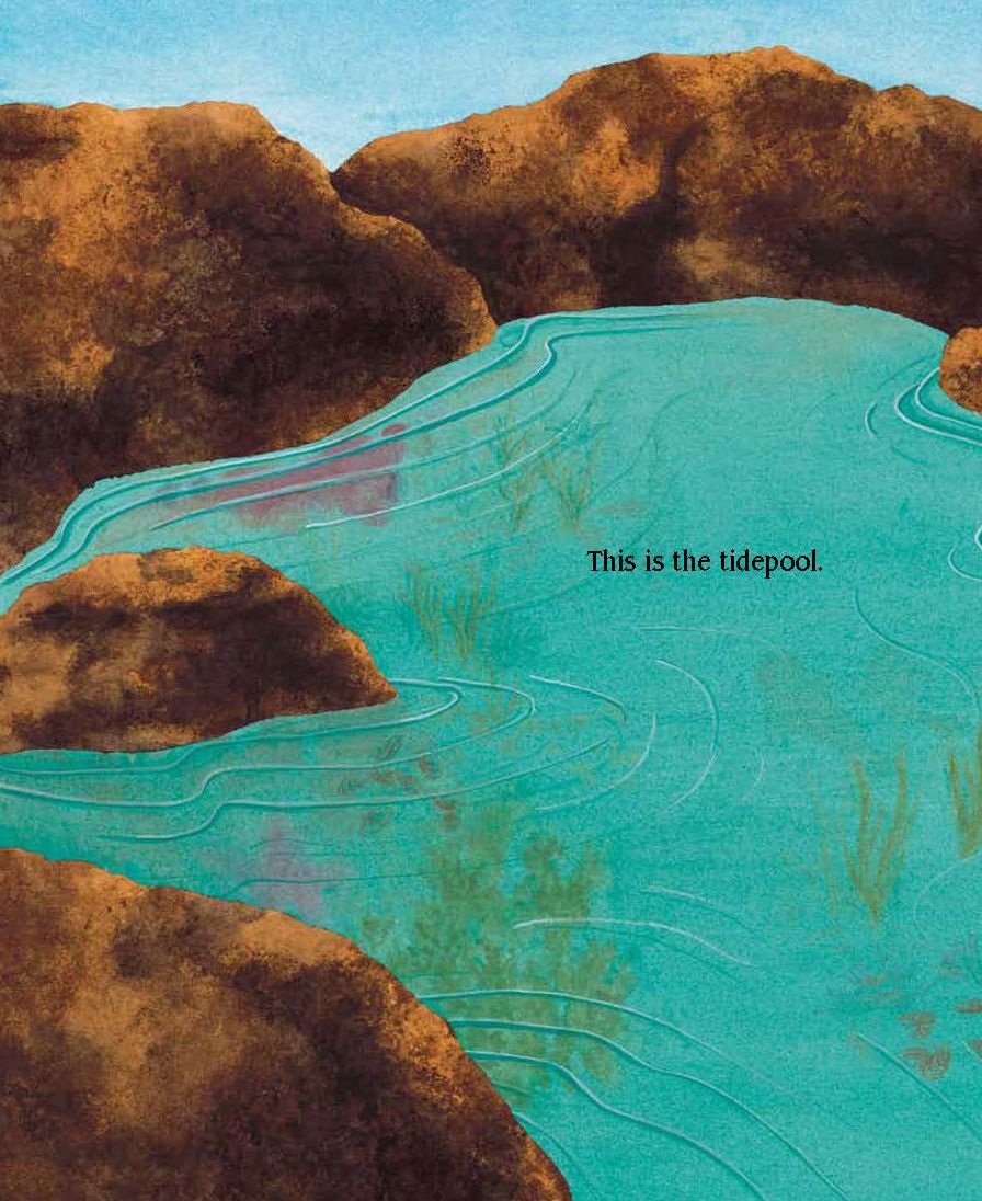 In One Tidepool: Crabs, Snails and Salty Tails