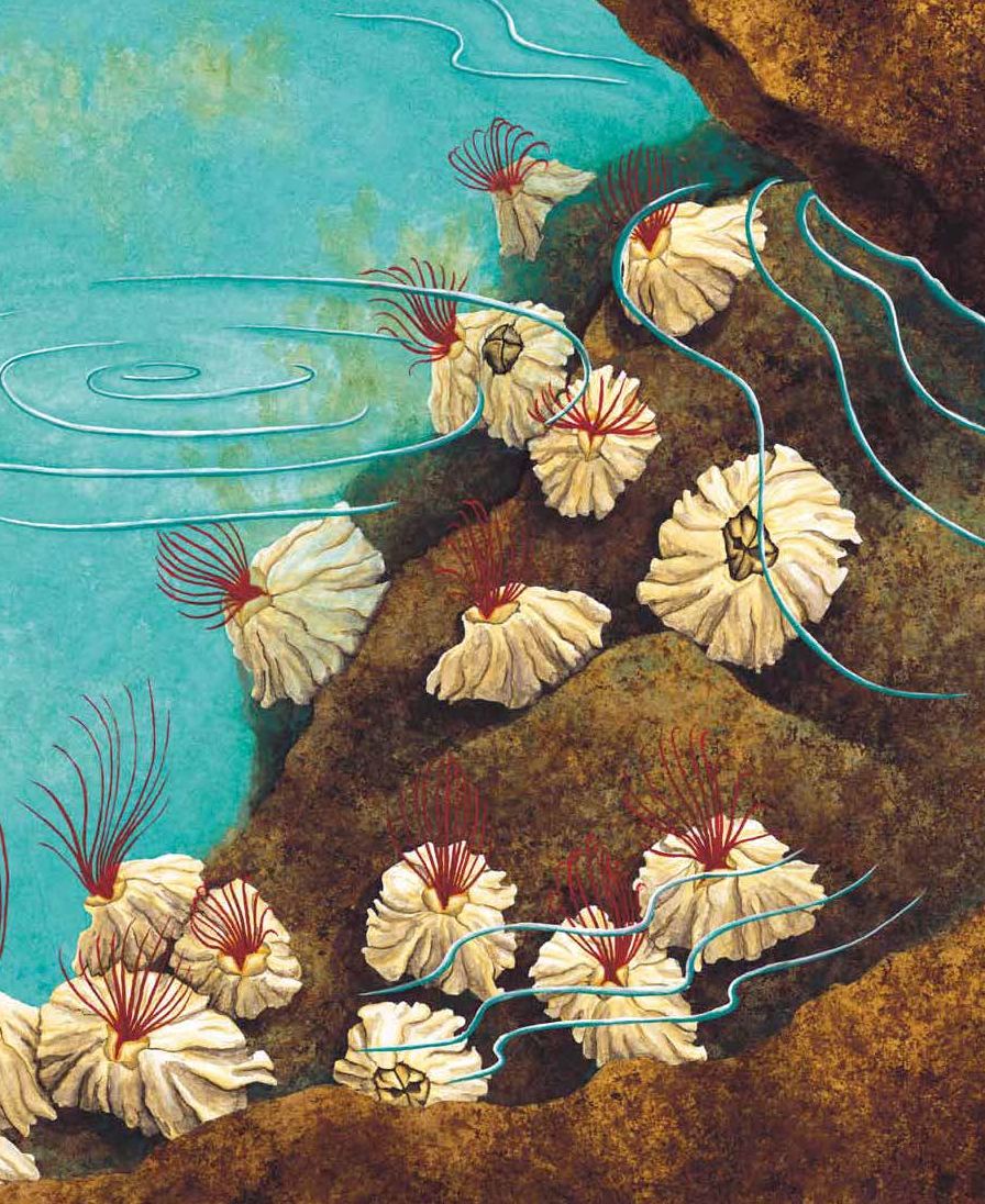 In One Tidepool: Crabs, Snails and Salty Tails