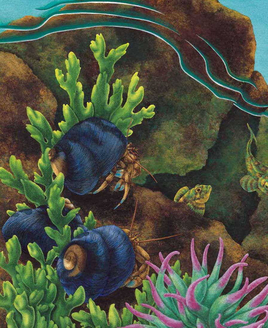 In One Tidepool: Crabs, Snails and Salty Tails