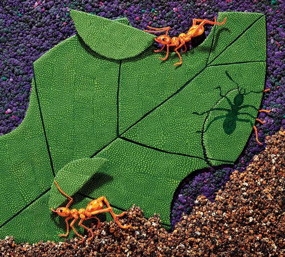 Over in the Jungle: A Rainforest Rhyme