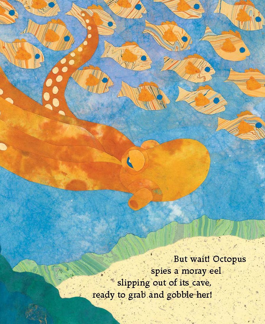 Octopus Escapes Again!