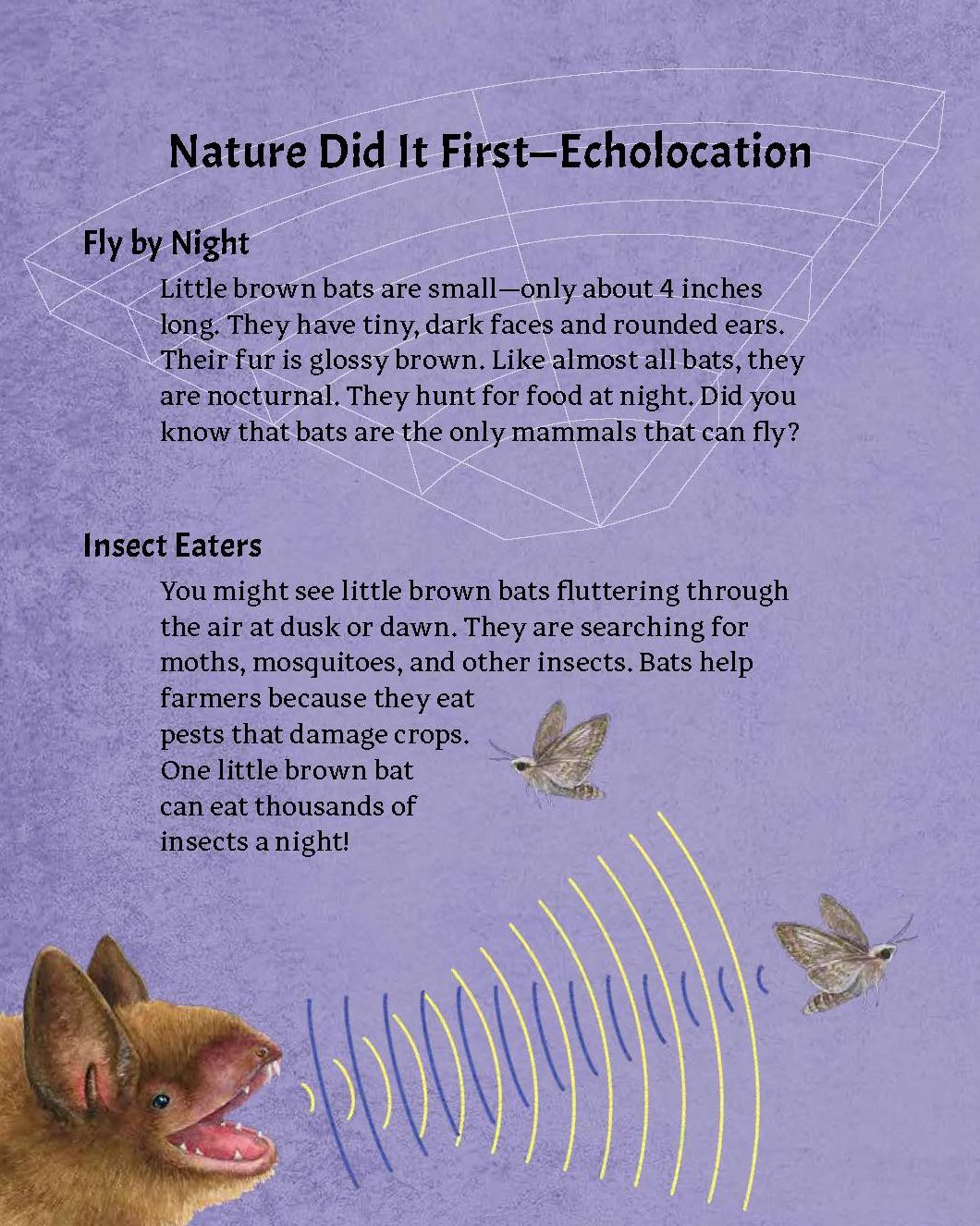 Nature Did It First: Engineering Through Biomimicry