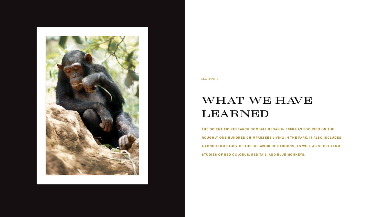 Jane Goodall: 50 Years at Gombe