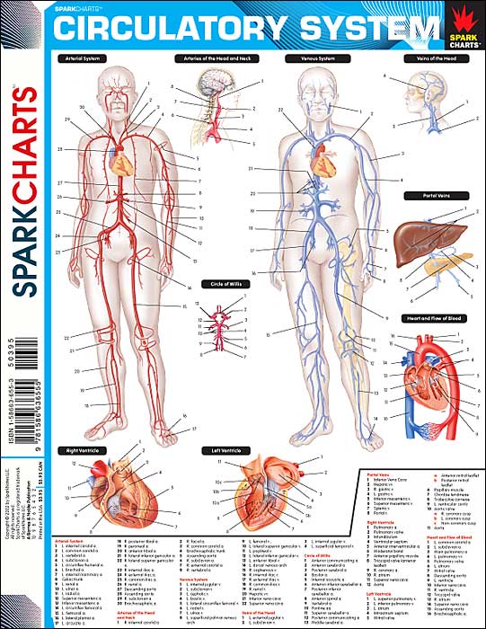 Circulatory System (SparkCharts)