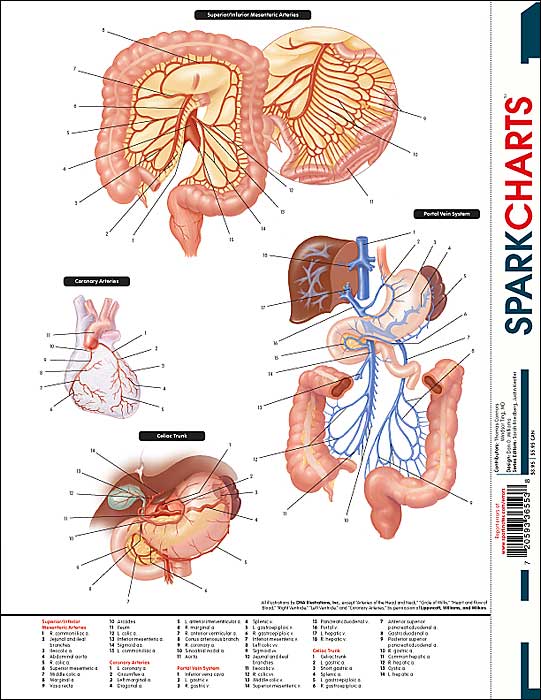Circulatory System (SparkCharts)
