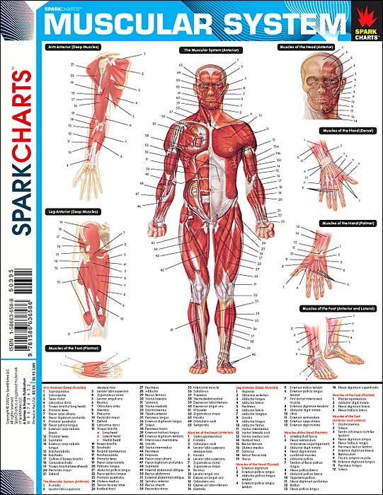 Muscular System (SparkCharts)