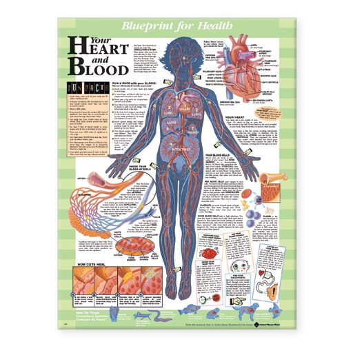 Blueprint for Health Your Heart and Blood Chart