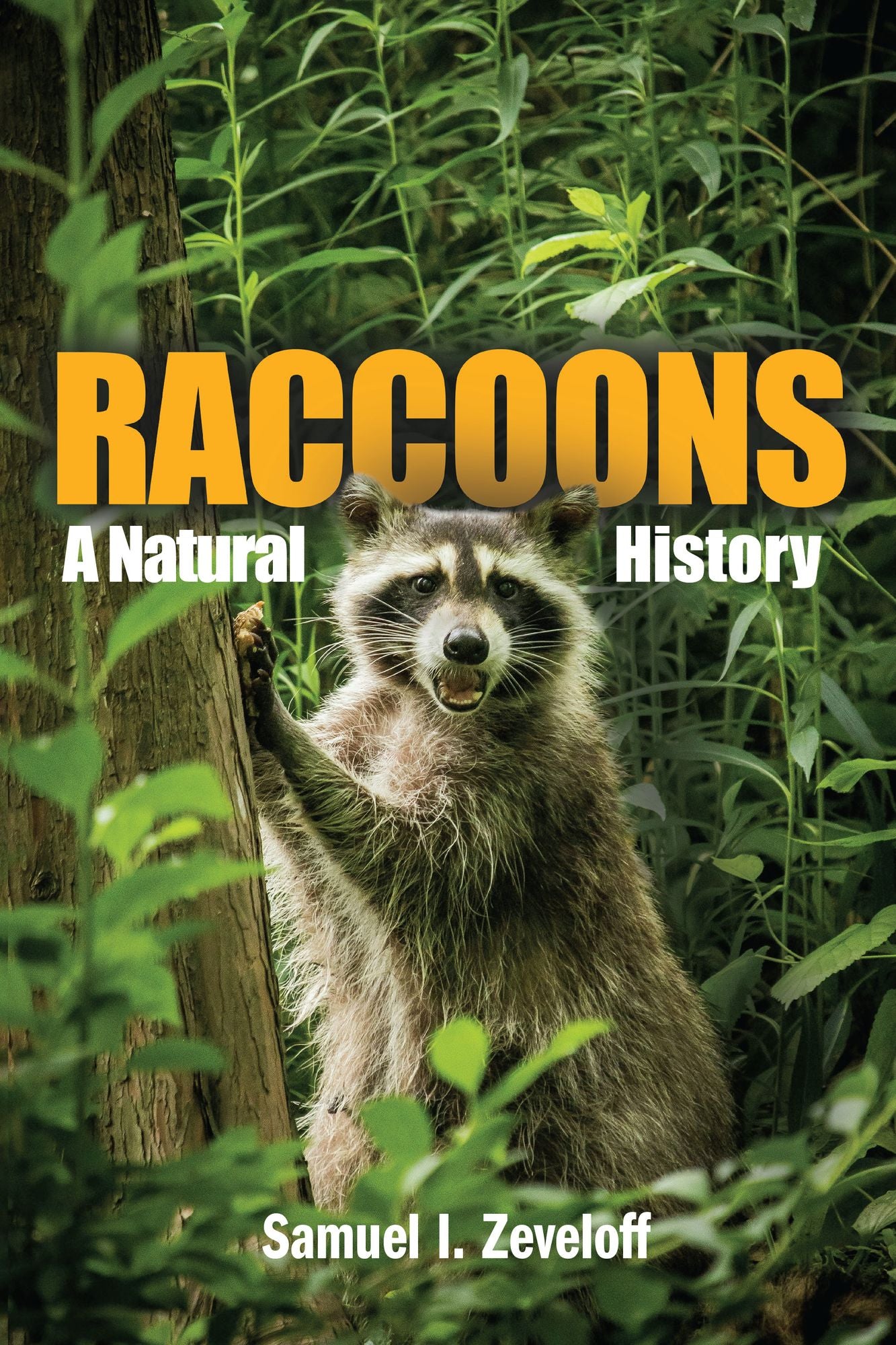 Raccoons: Raccoons